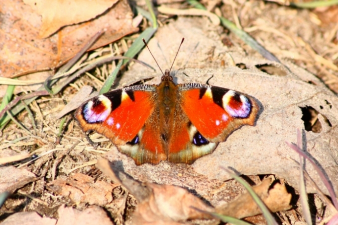 Vanessa al sole